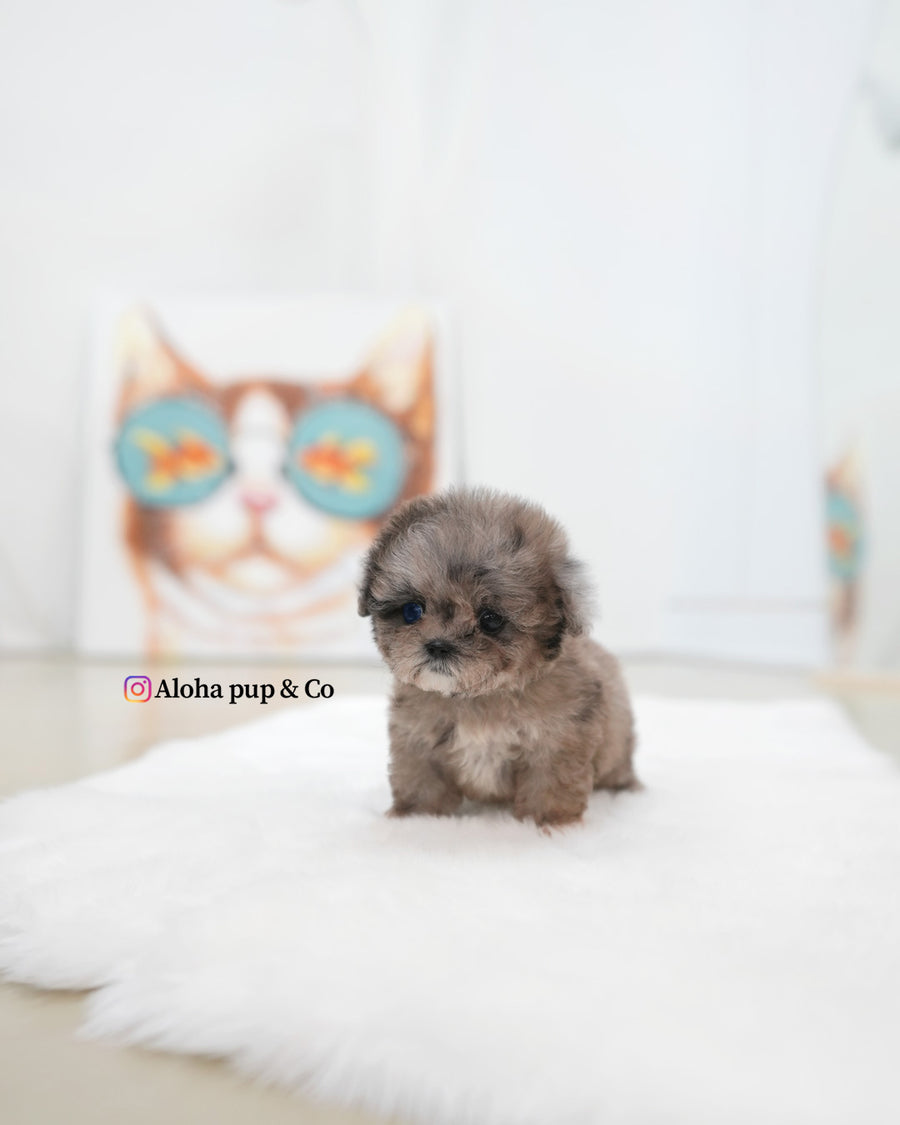 Marine [TEACUP MALTIPOO]