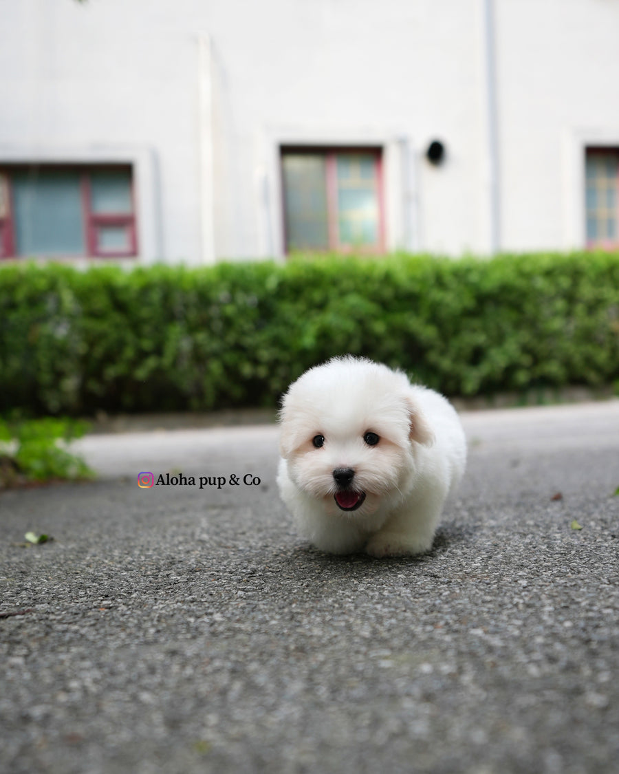 Goofy [Mini Coton de Tulear]
