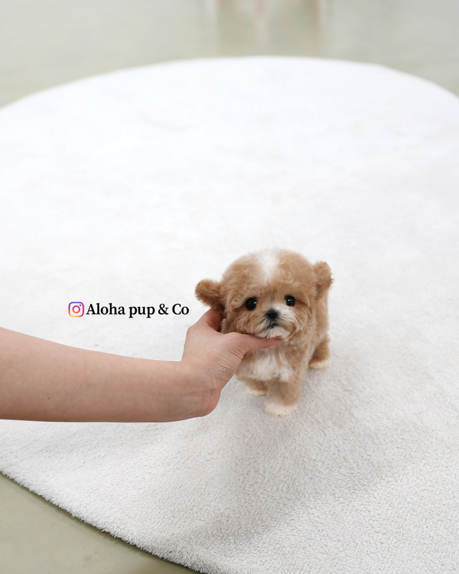Tory [TEACUP POODLE]