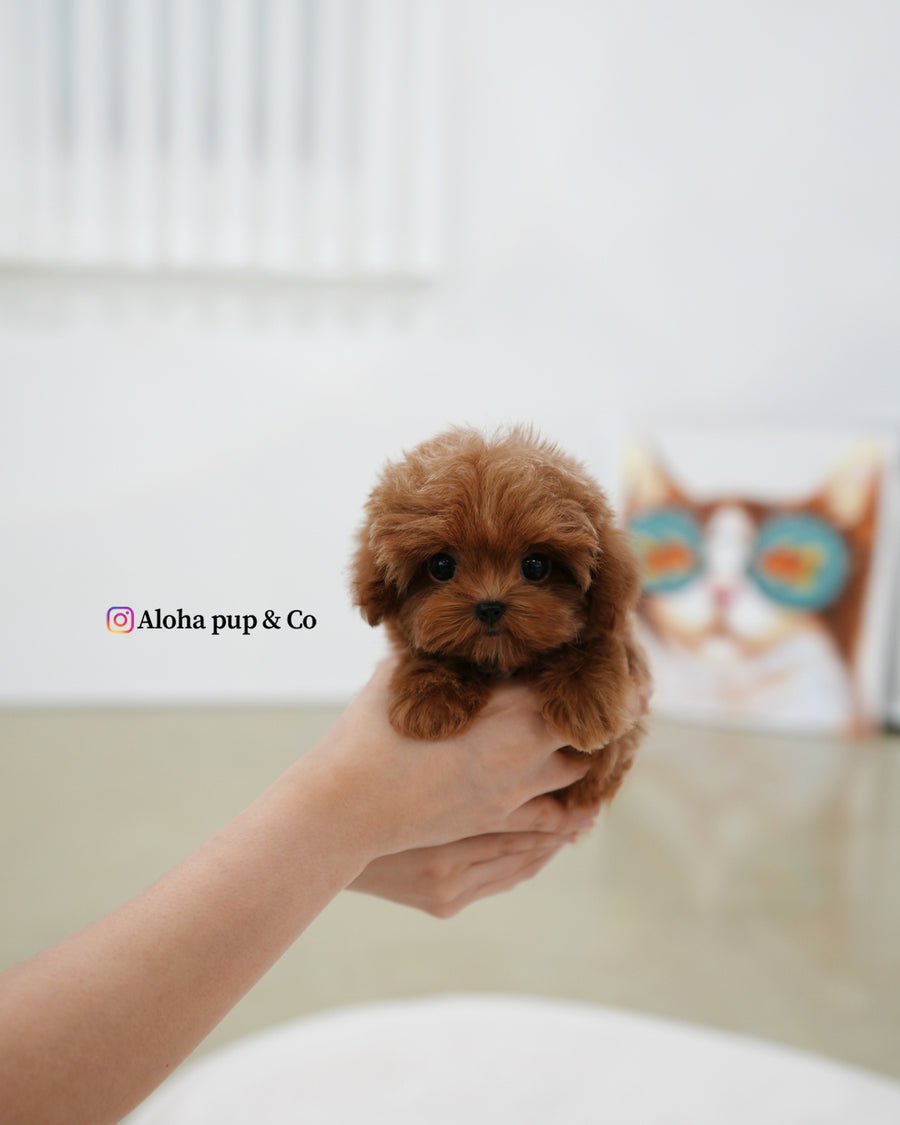 Lenny [TEACUP MALTIPOO]