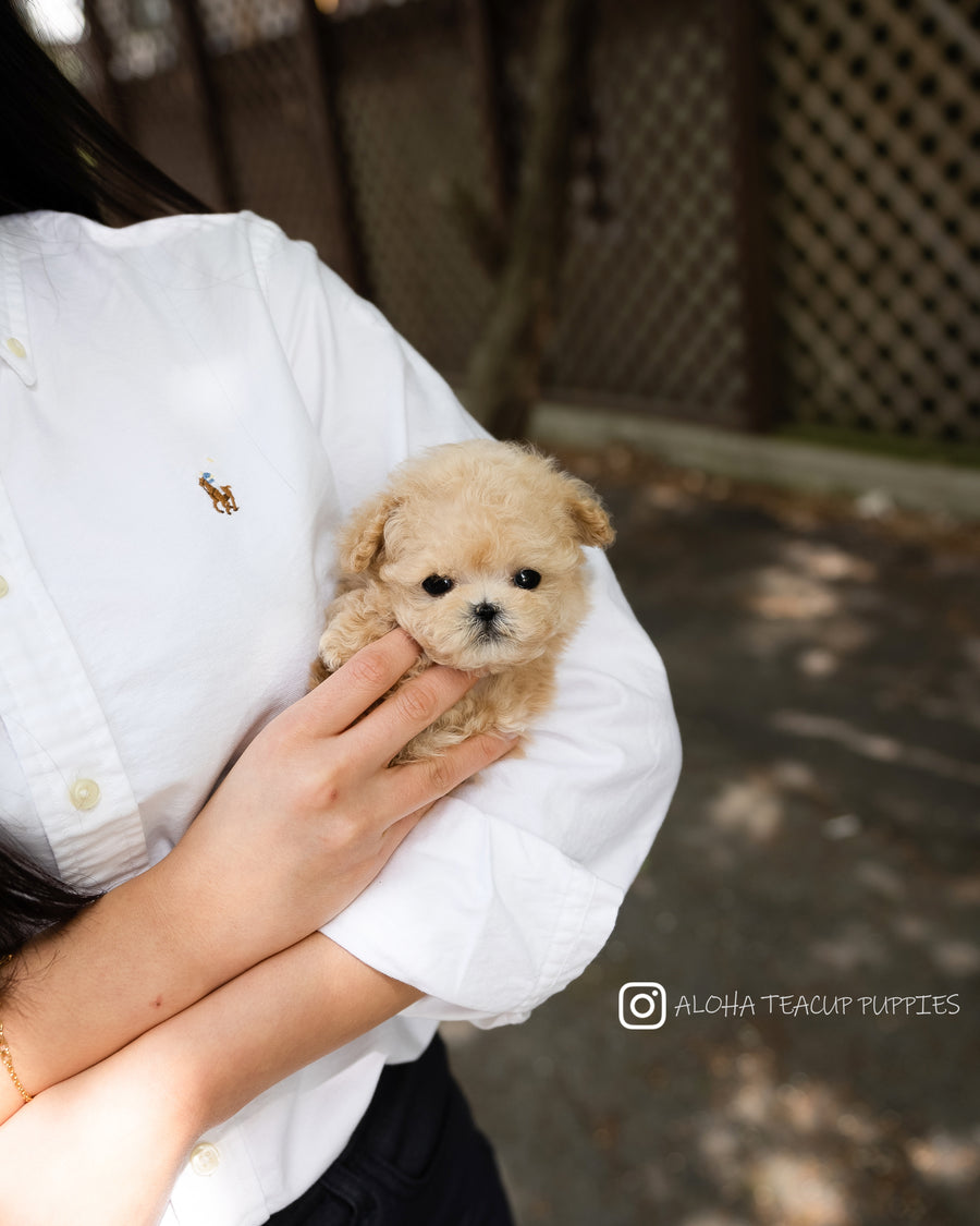 Arlo [TEACUP POODLE]