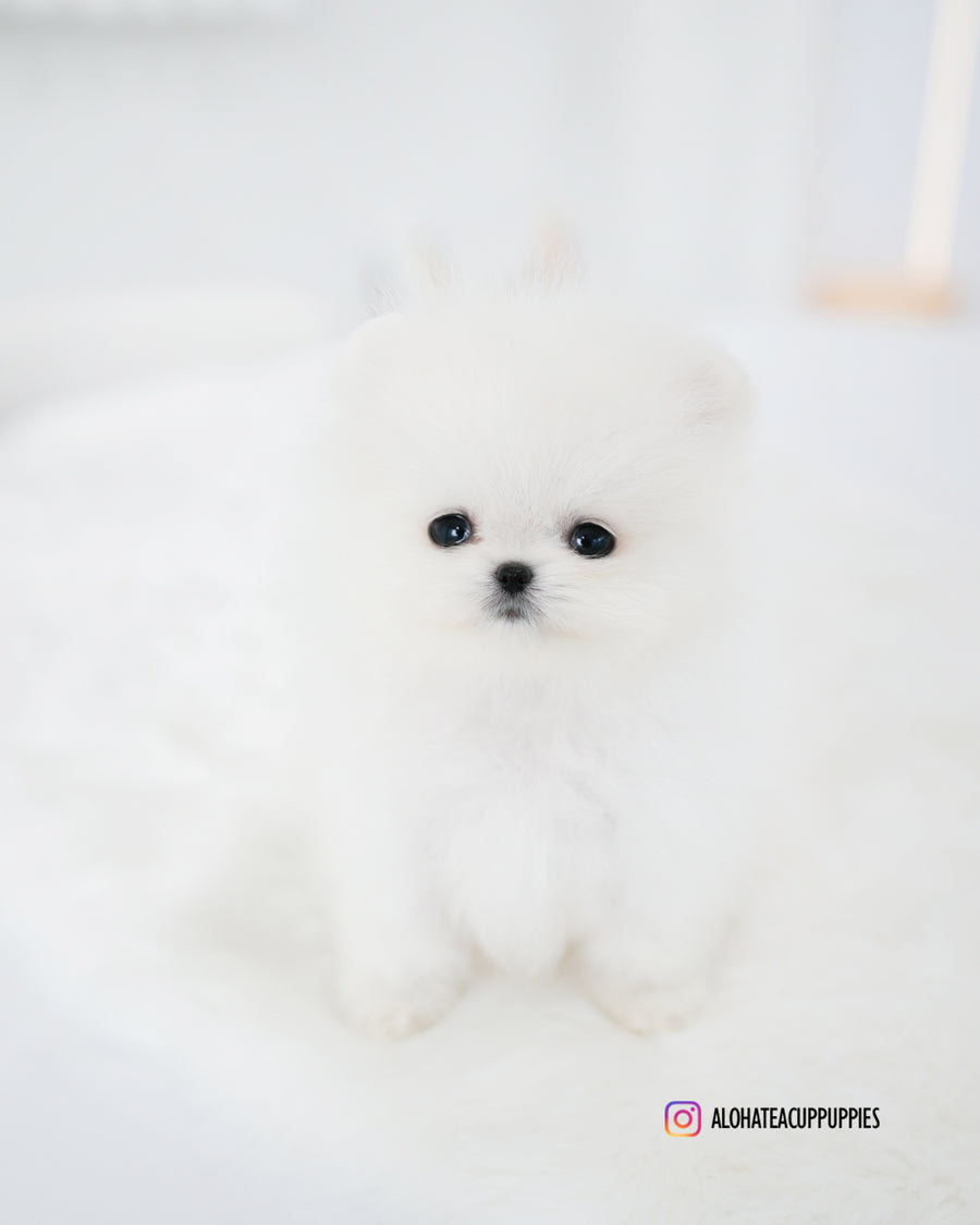 Tom [TEACUP POMERANIAN]