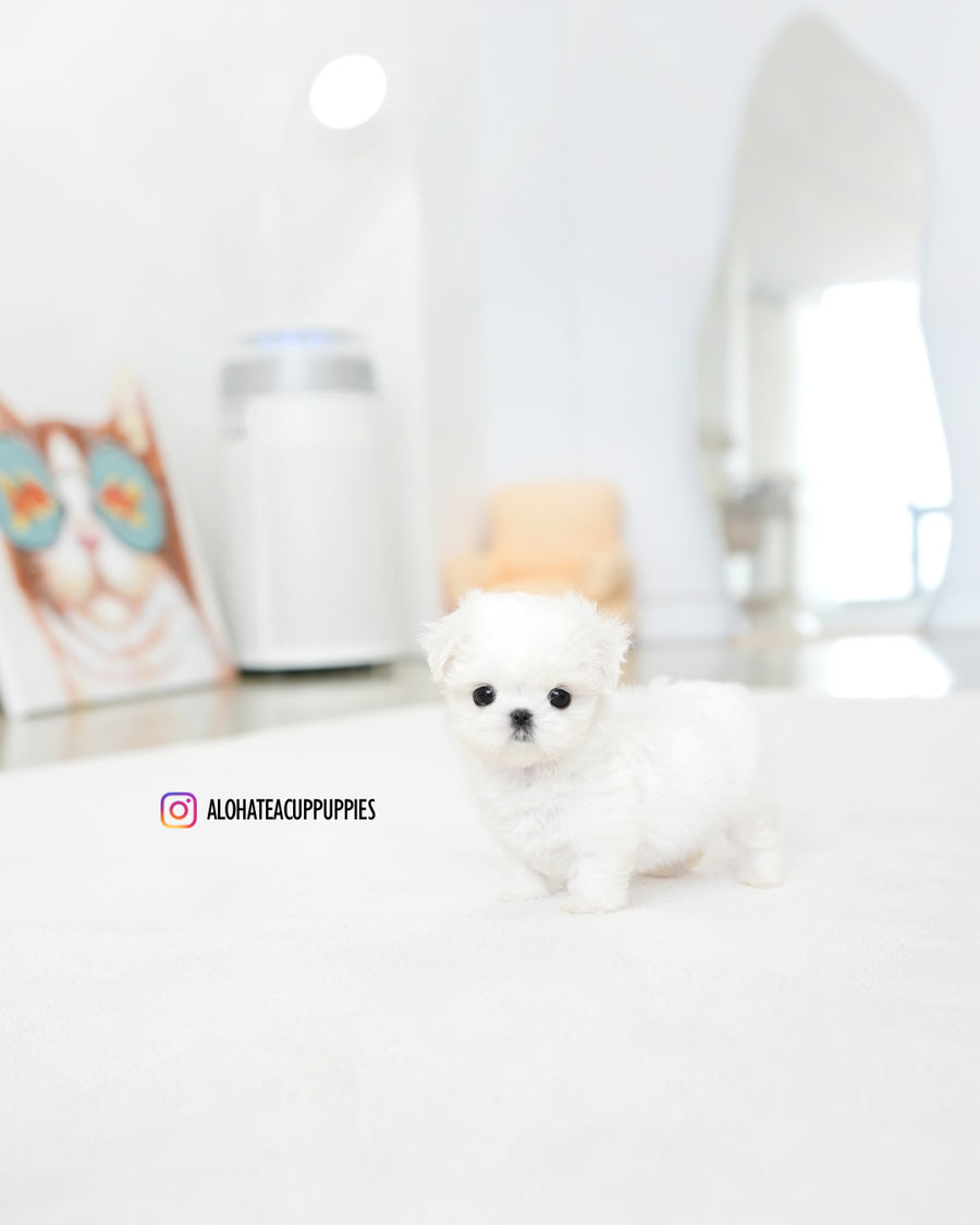 Honey [TEACUP MALTESE]