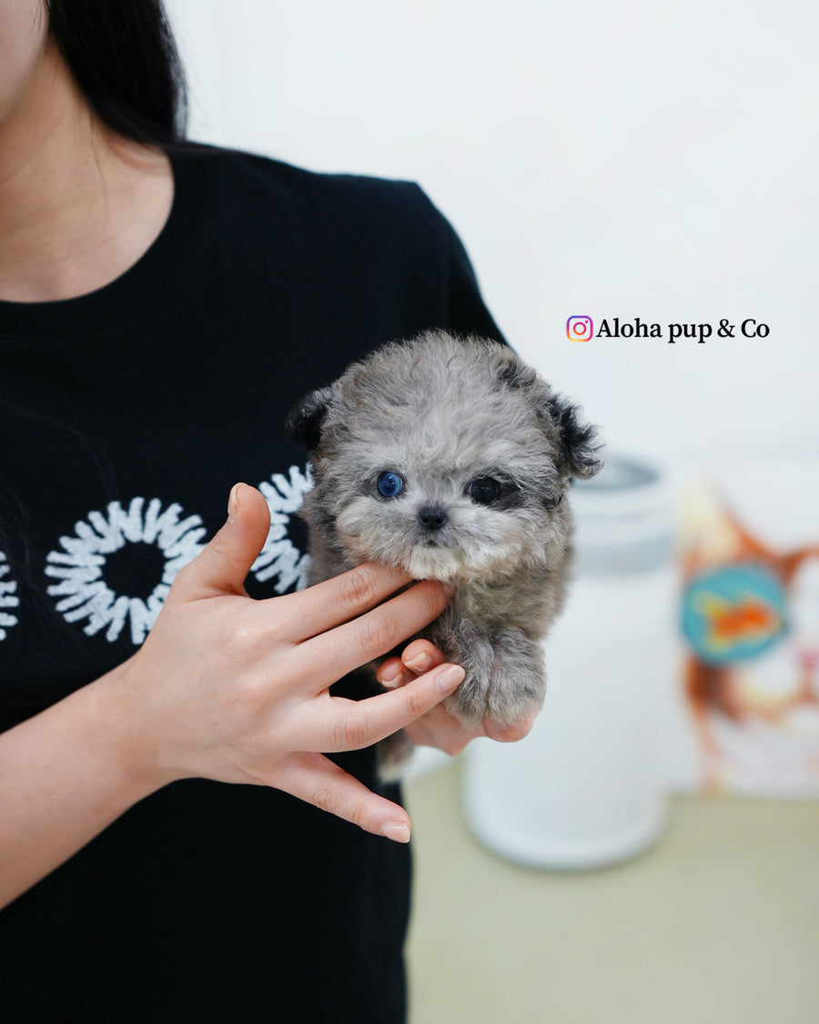 Chanel [TEACUP MALTIPOO]