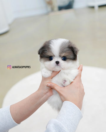 Puff [TEACUP Maltipom]