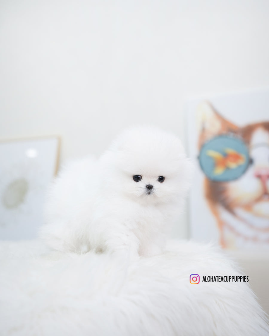 Esme [TEACUP POMERANIAN]