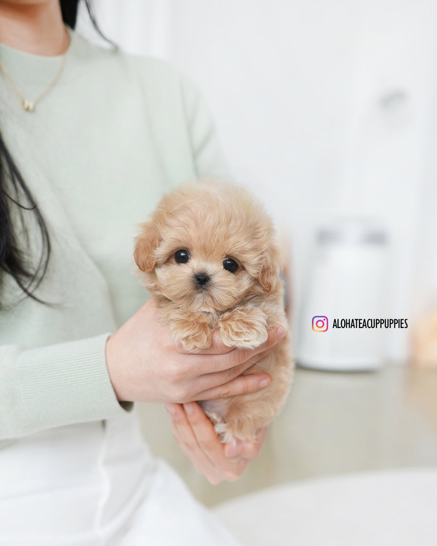 Colin [TEACUP MALTIPOO]