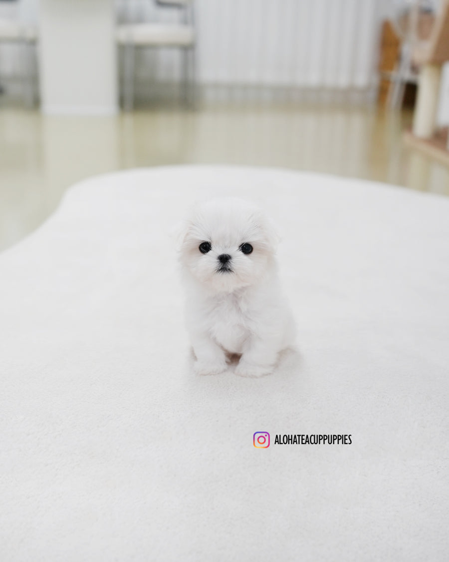 Roa [TEACUP MALTESE]