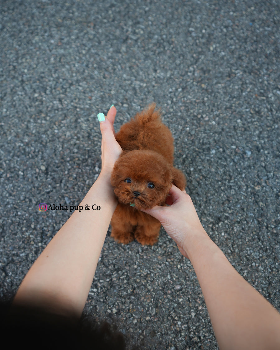 Kun [TEACUP POODLE]