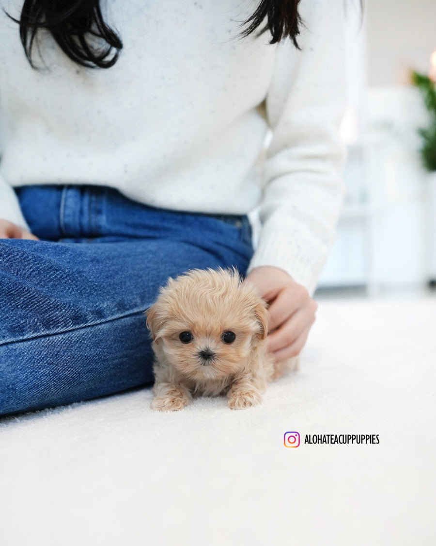 Dolly [TEACUP MALTIPOO]