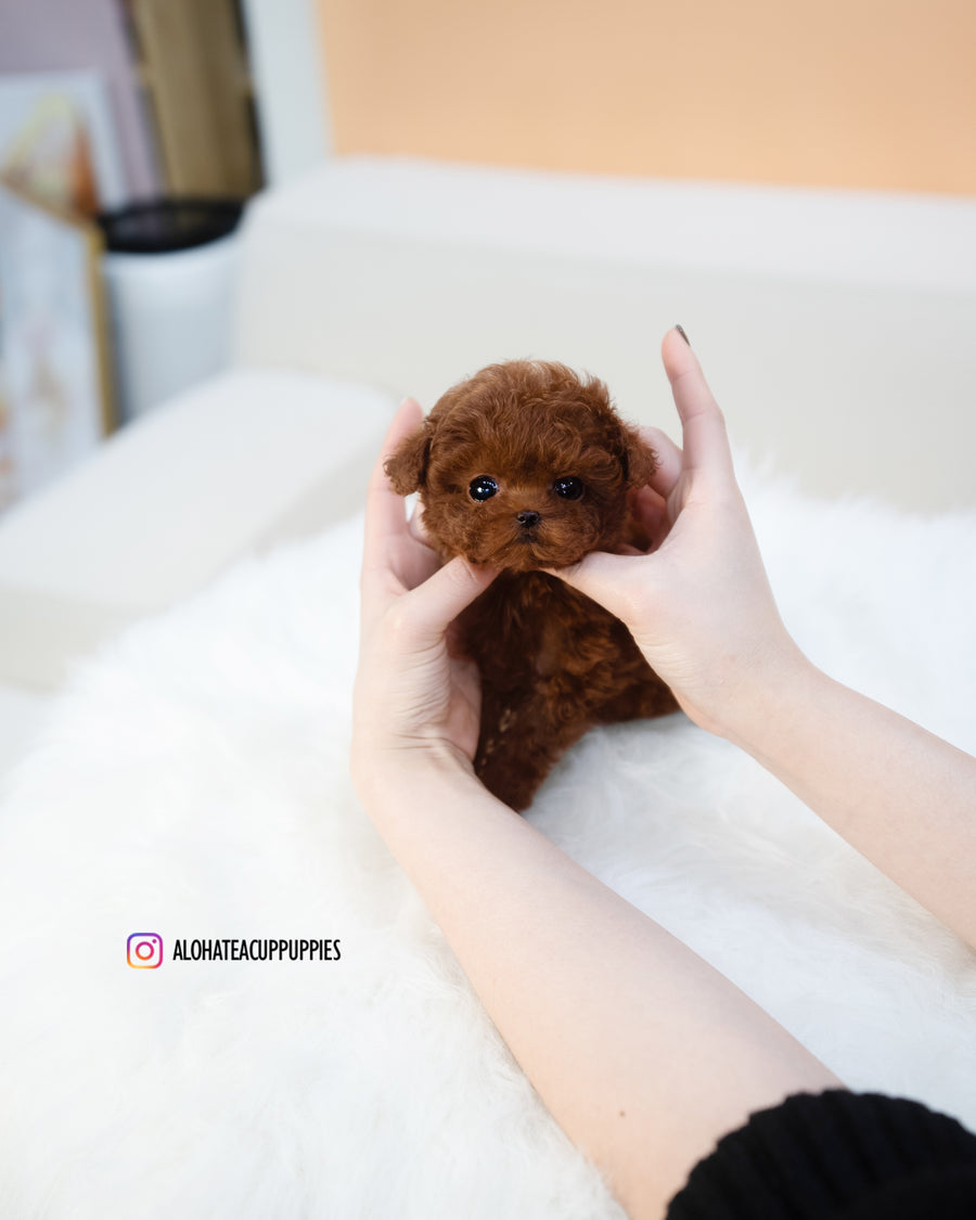 Mini [TEACUP POODLE]