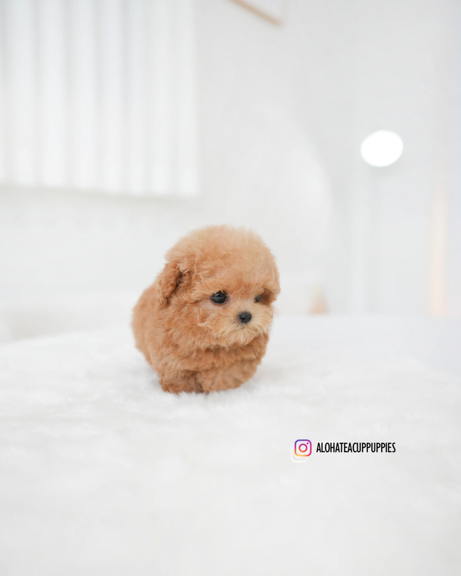 Evelyn [TEACUP POODLE]