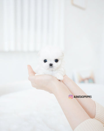 Hana [TEACUP MALTESE]