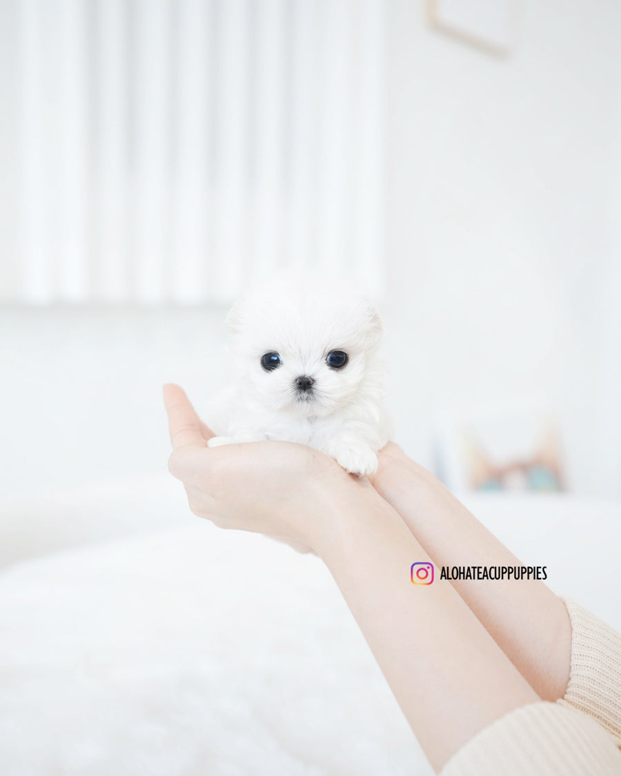 Hana [TEACUP MALTESE]