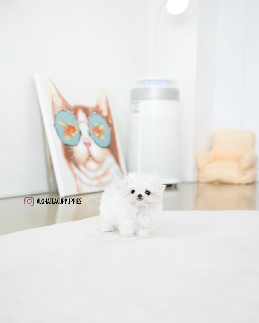 Daon [TEACUP MALTESE]