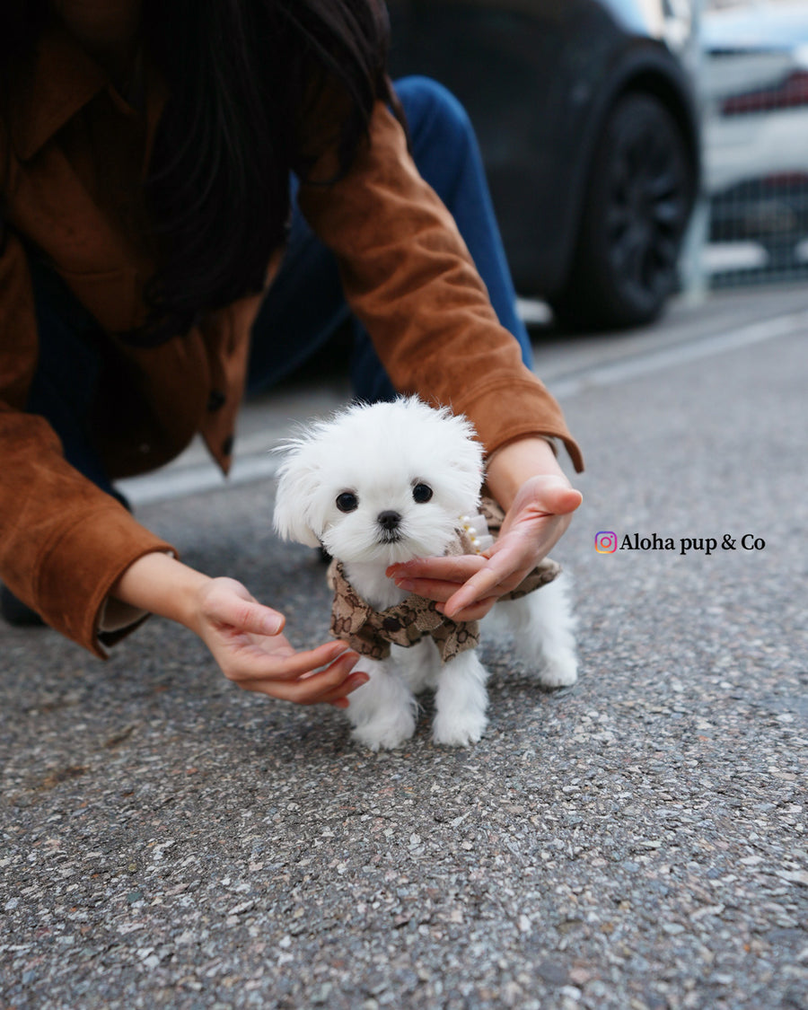 Hana [TEACUP MALTESE]