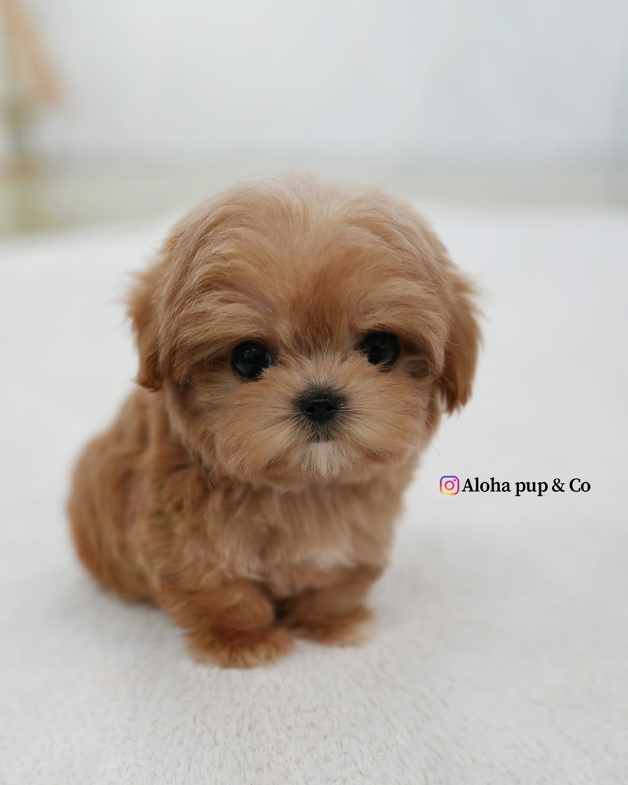 Bijou [TEACUP MALTIPOO]