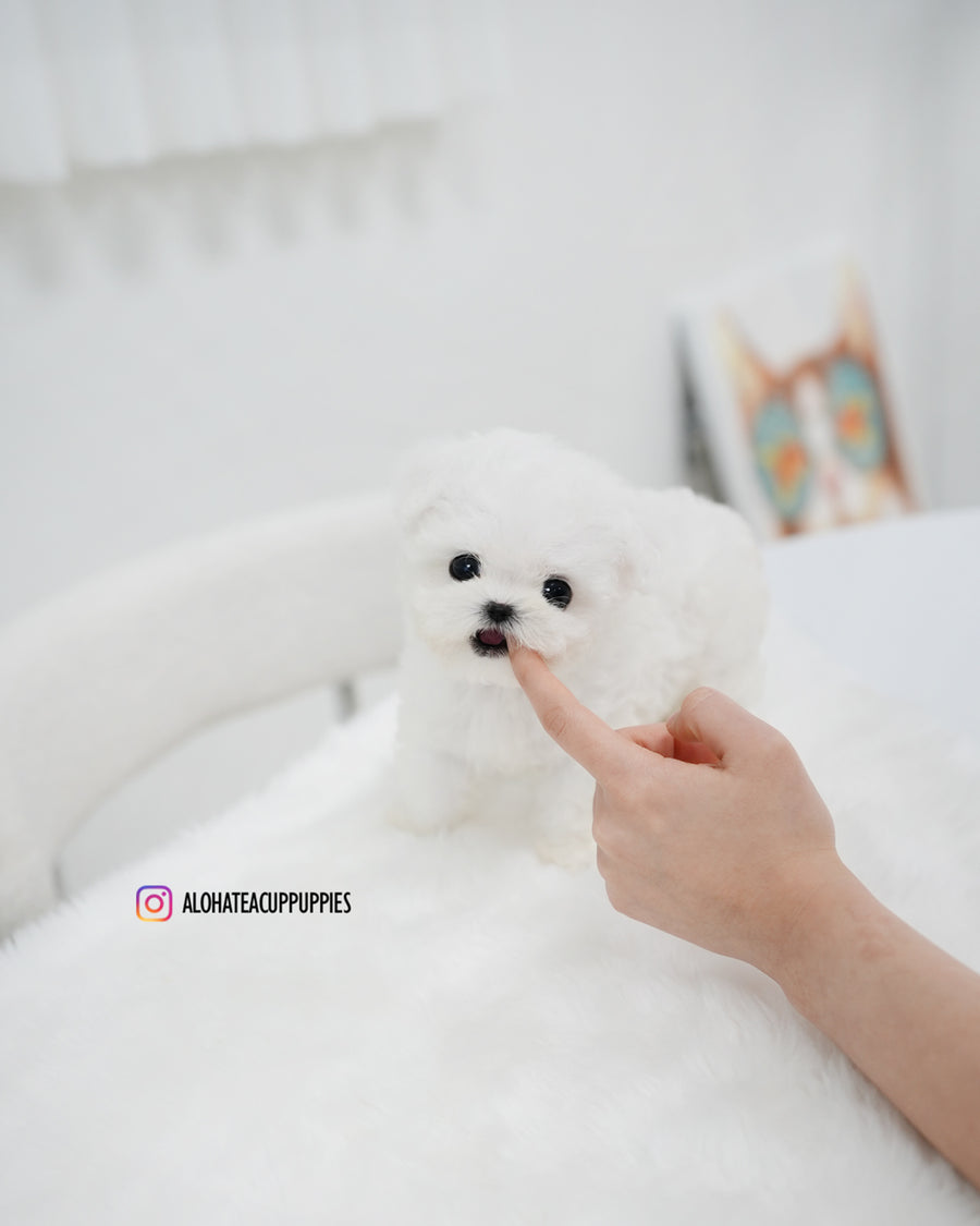 Bonnie [TEACUP BICHON]