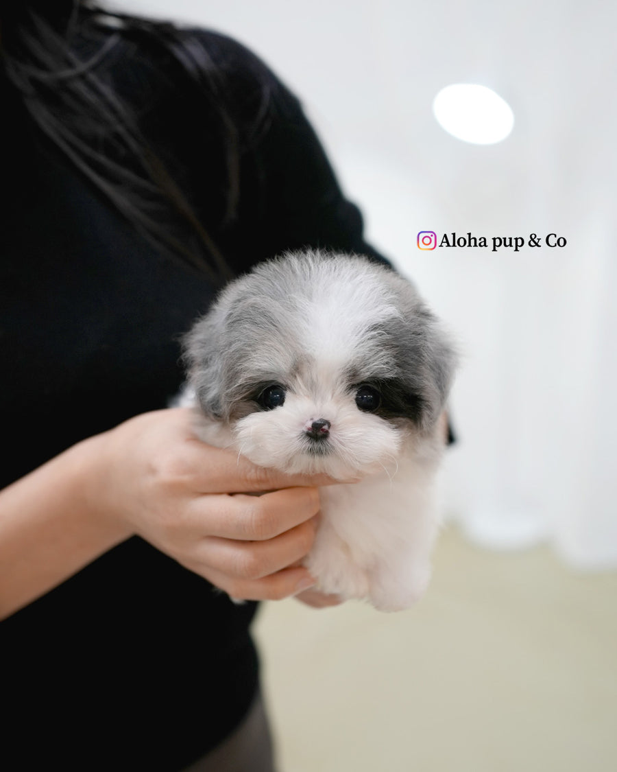 Miso [TEACUP MALTIPOO]
