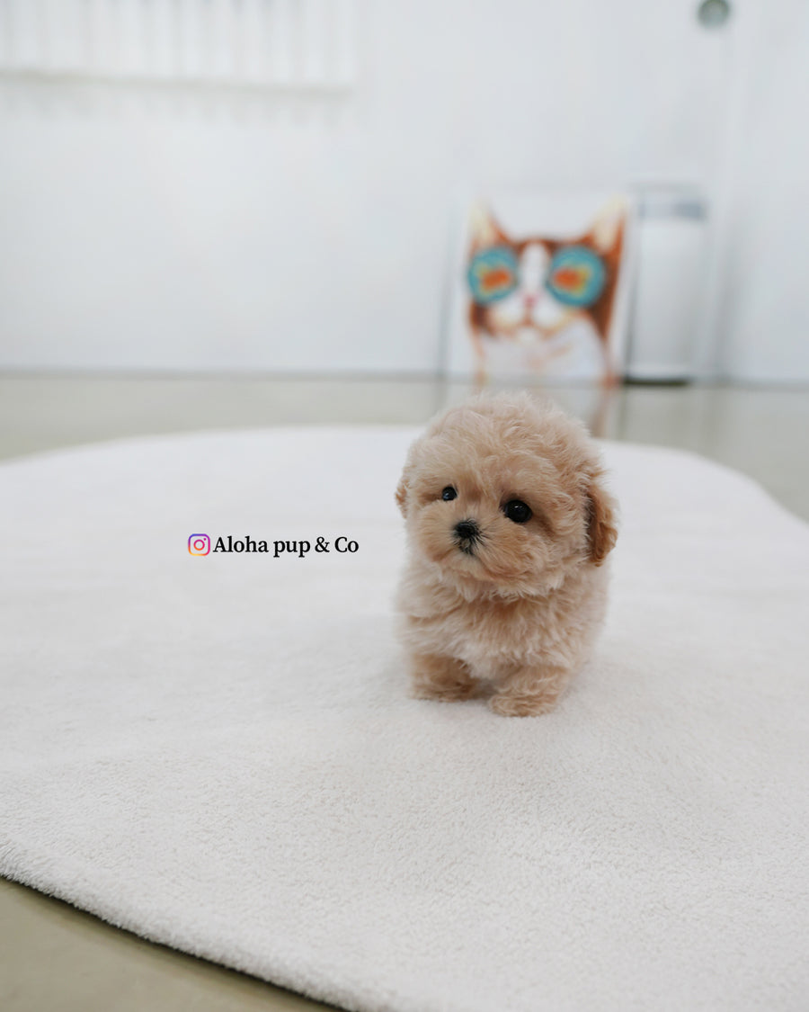 Nina [TEACUP MALTIPOO]