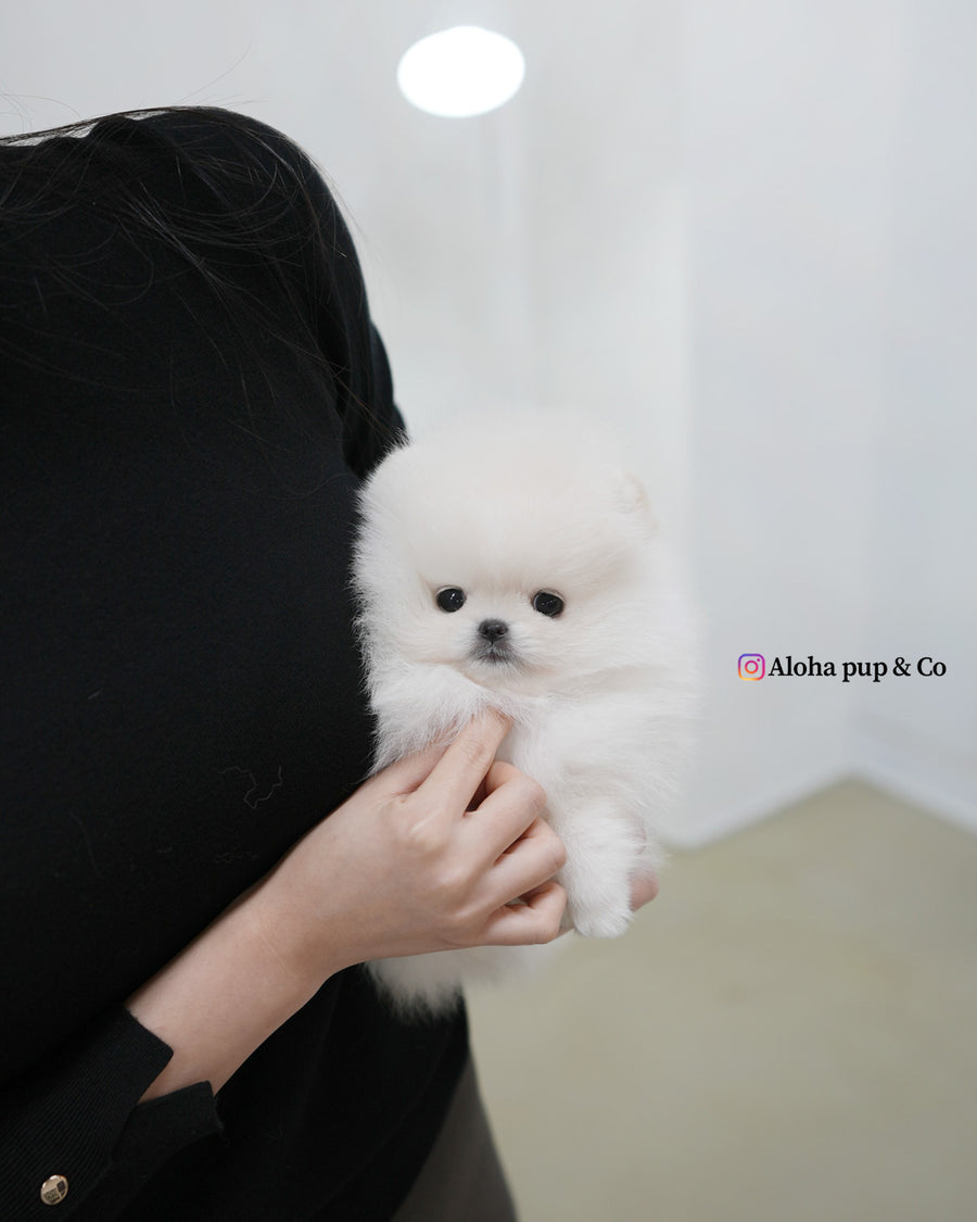 Snowy [TEACUP POMERANIAN]