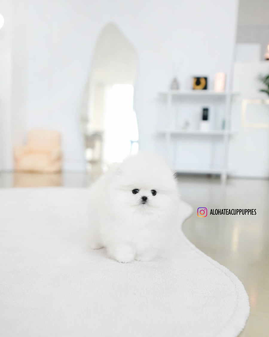 Lena [TEACUP POMERANIAN]