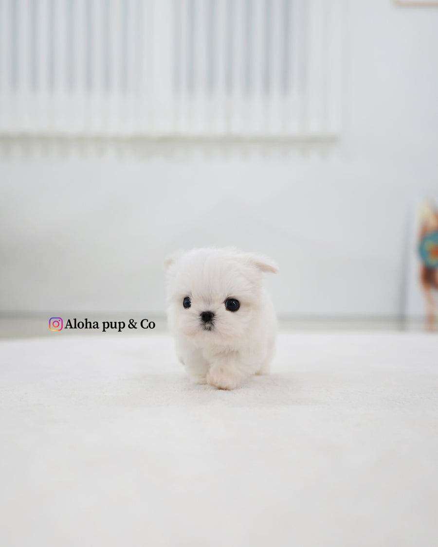 Tayo [TEACUP MALTESE]