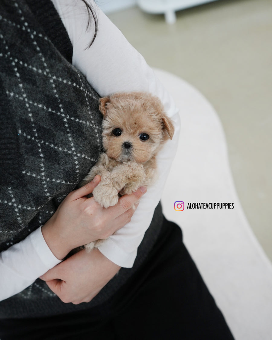 Rose [TEACUP MALTIPOO]