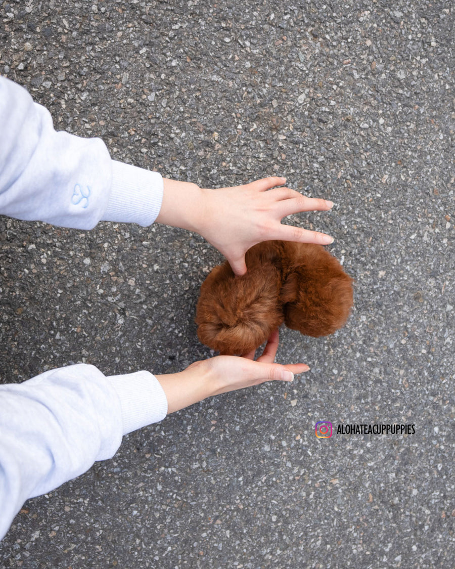 Koen [TEACUP POODLE]