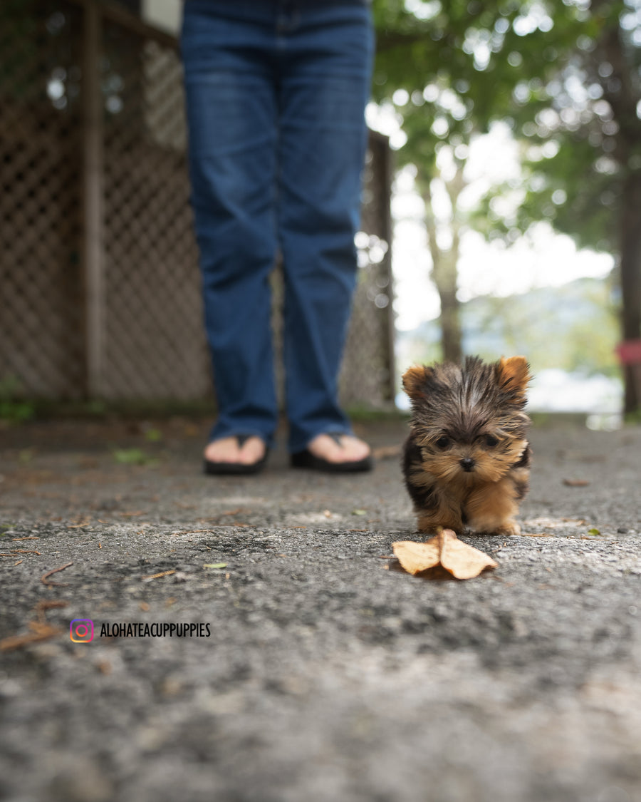 Kitkat [TEACUP YORKIE]