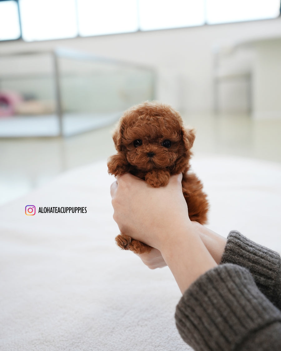 Cookie [TEACUP POODLE]