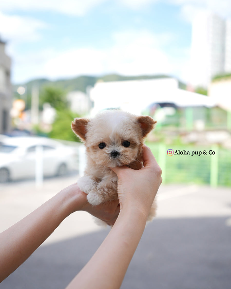 Titi [TEACUP MALTIPOO]