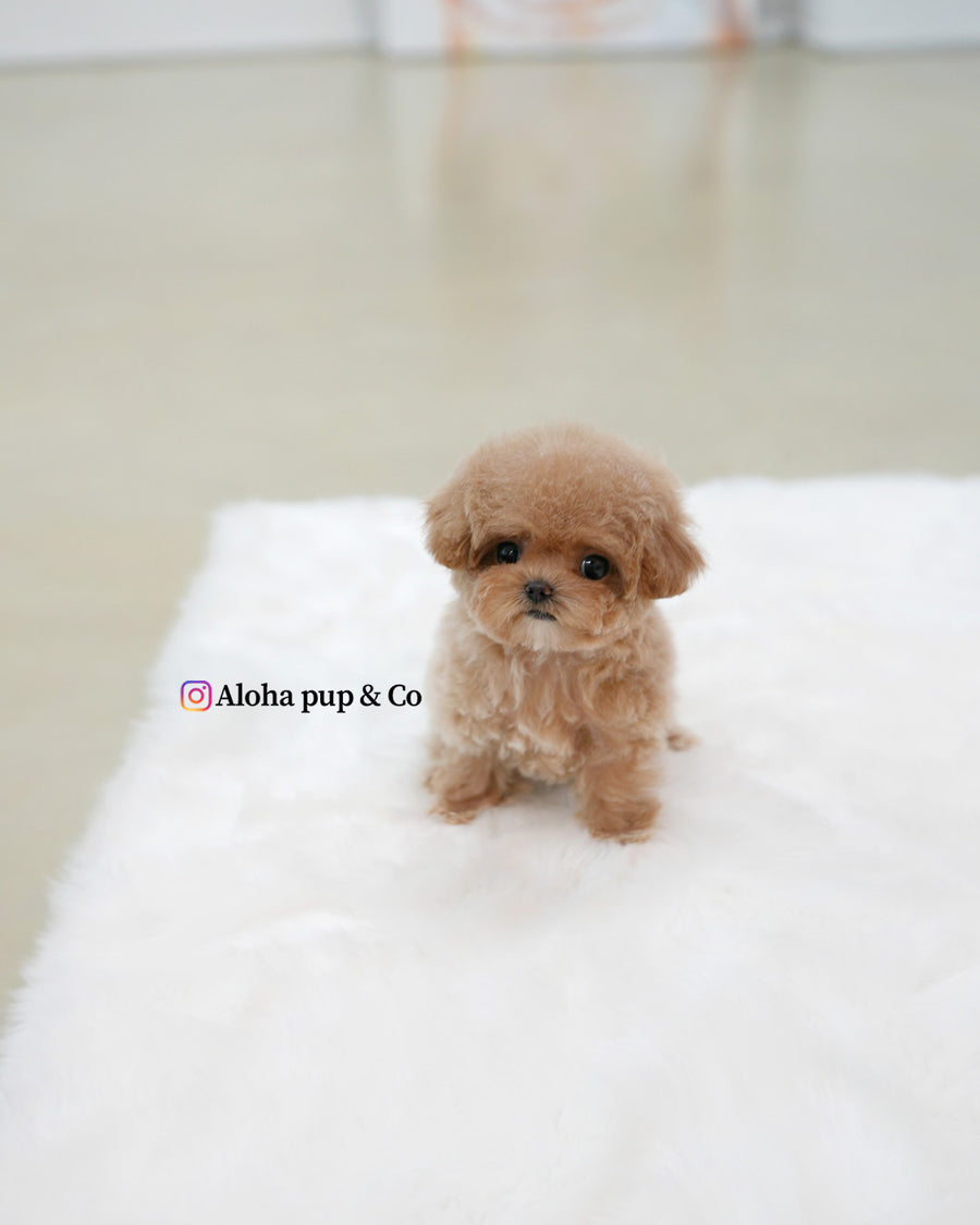 Waffle [TEACUP POODLE]