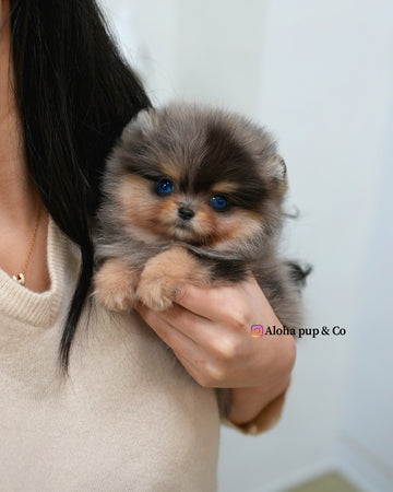 Lyn [TEACUP POMERANIAN]