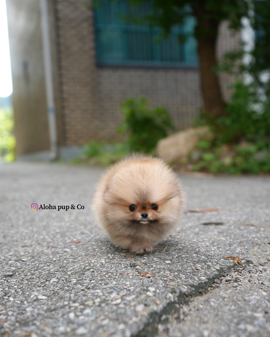 Berry [TEACUP POMERANIAN]