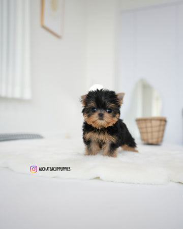 Betty [Teacup YORKIE]