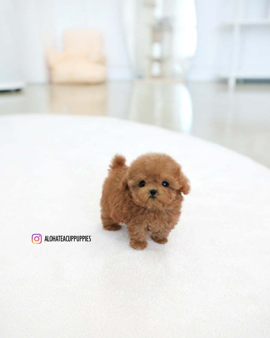 Reo [TEACUP POODLE]