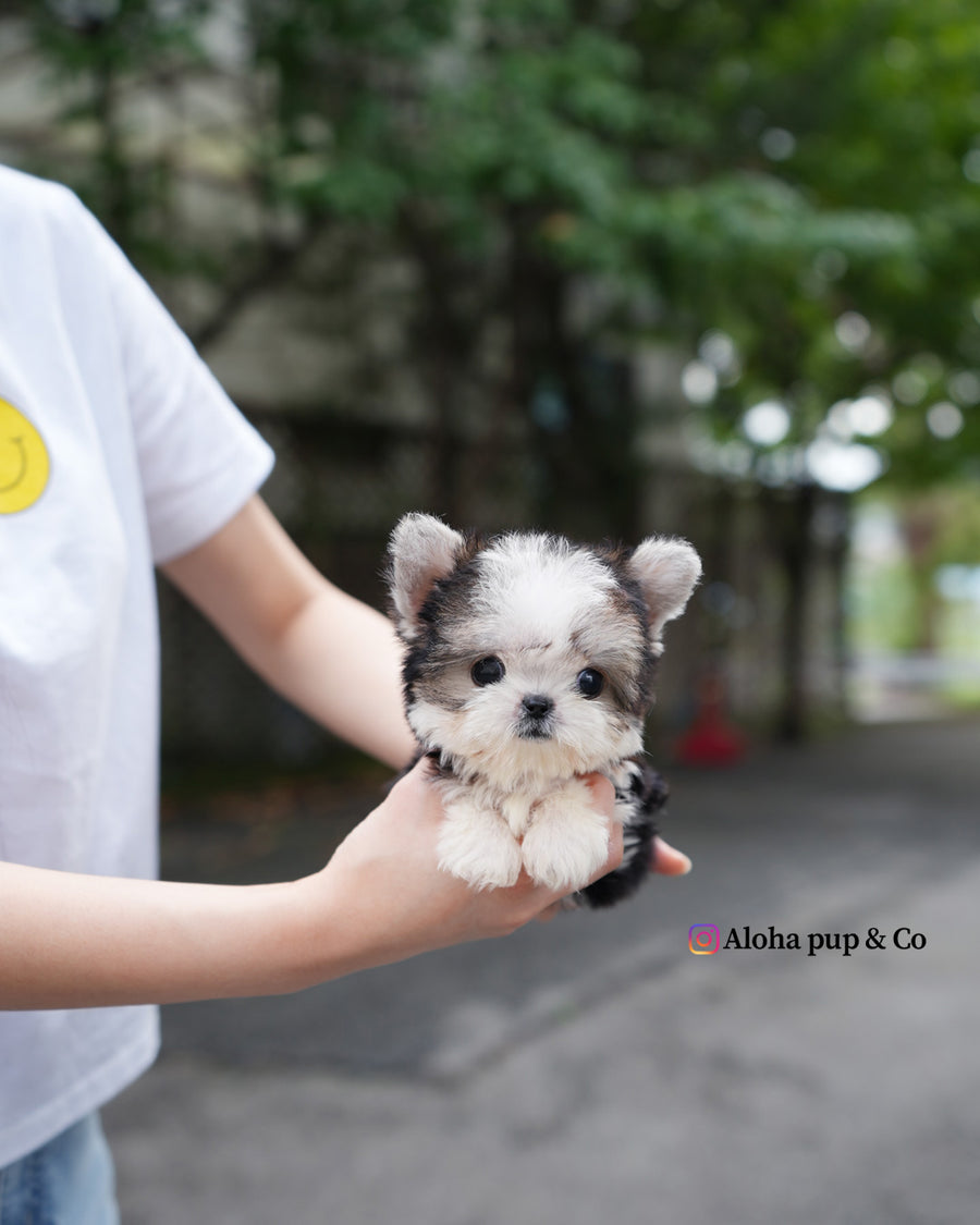 Prada [Teacup Morkie]