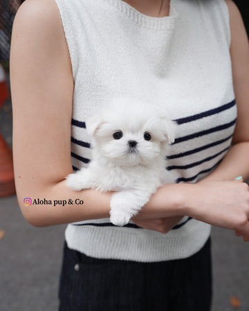 Lime [TEACUP MALTESE]
