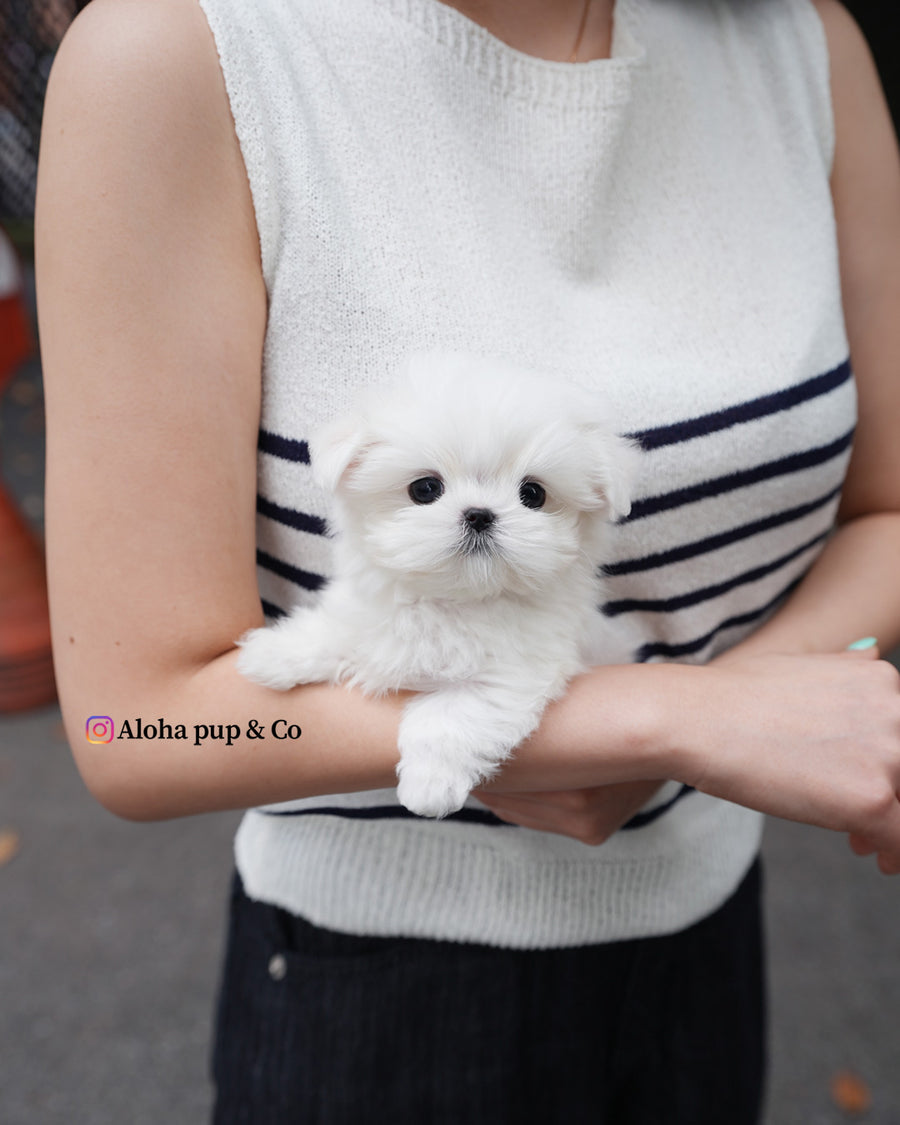 Lime [TEACUP MALTESE]