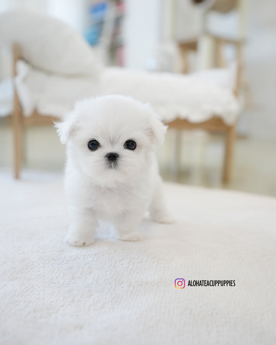 Buzz [TEACUP MALTESE]