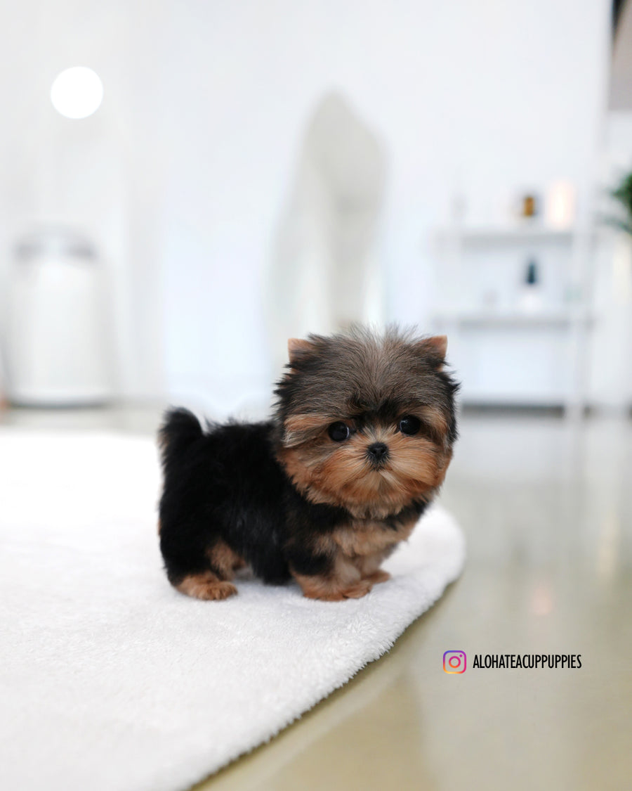 Buddy [Teacup YORKIE]