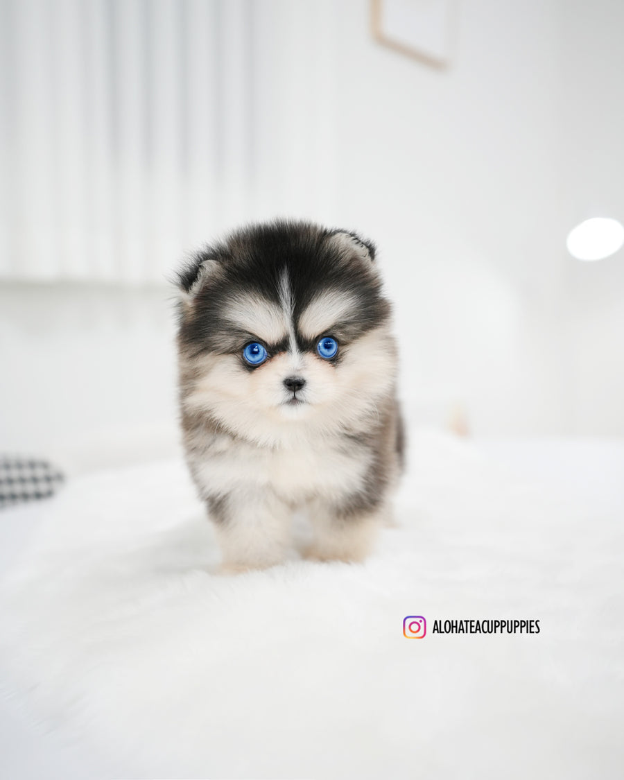 Lala [TEACUP POMSKY]