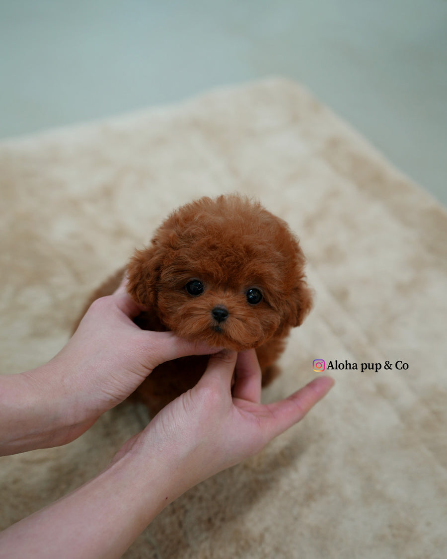 Cindy [TEACUP POODLE]