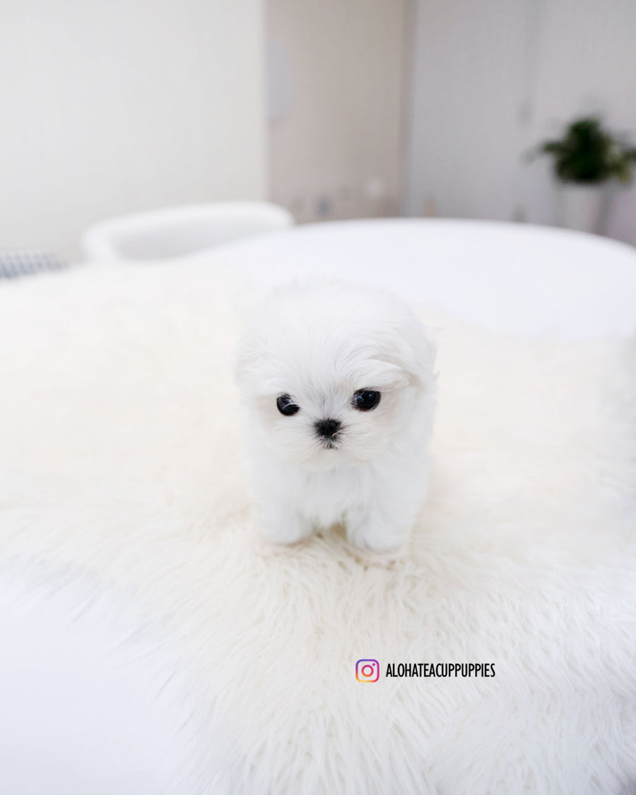 Ocean [TEACUP MALTESE]