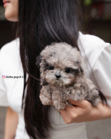 Ollie [TEACUP POODLE]