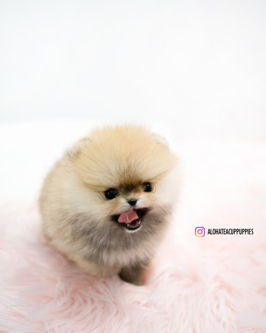 Phoebe [TEACUP POMERANIAN]