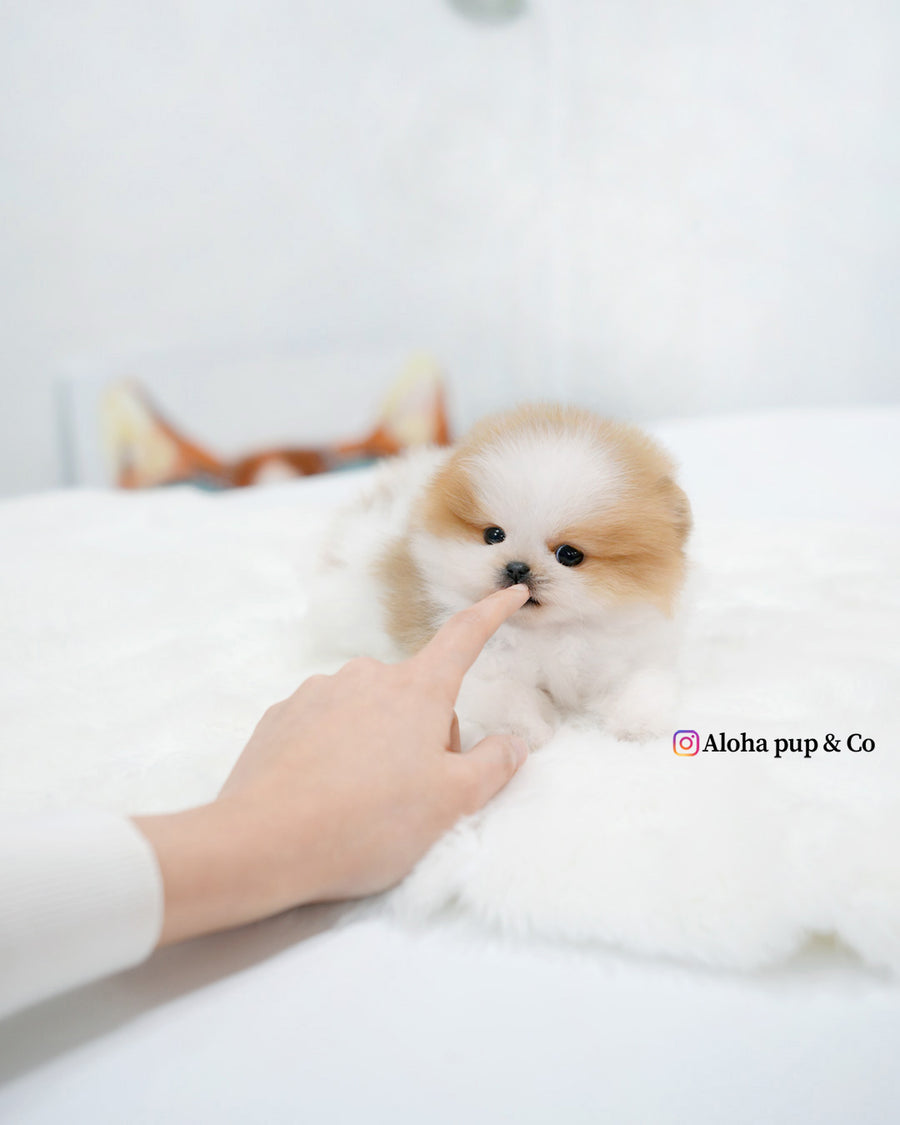 Celine [TEACUP POMERANIAN]