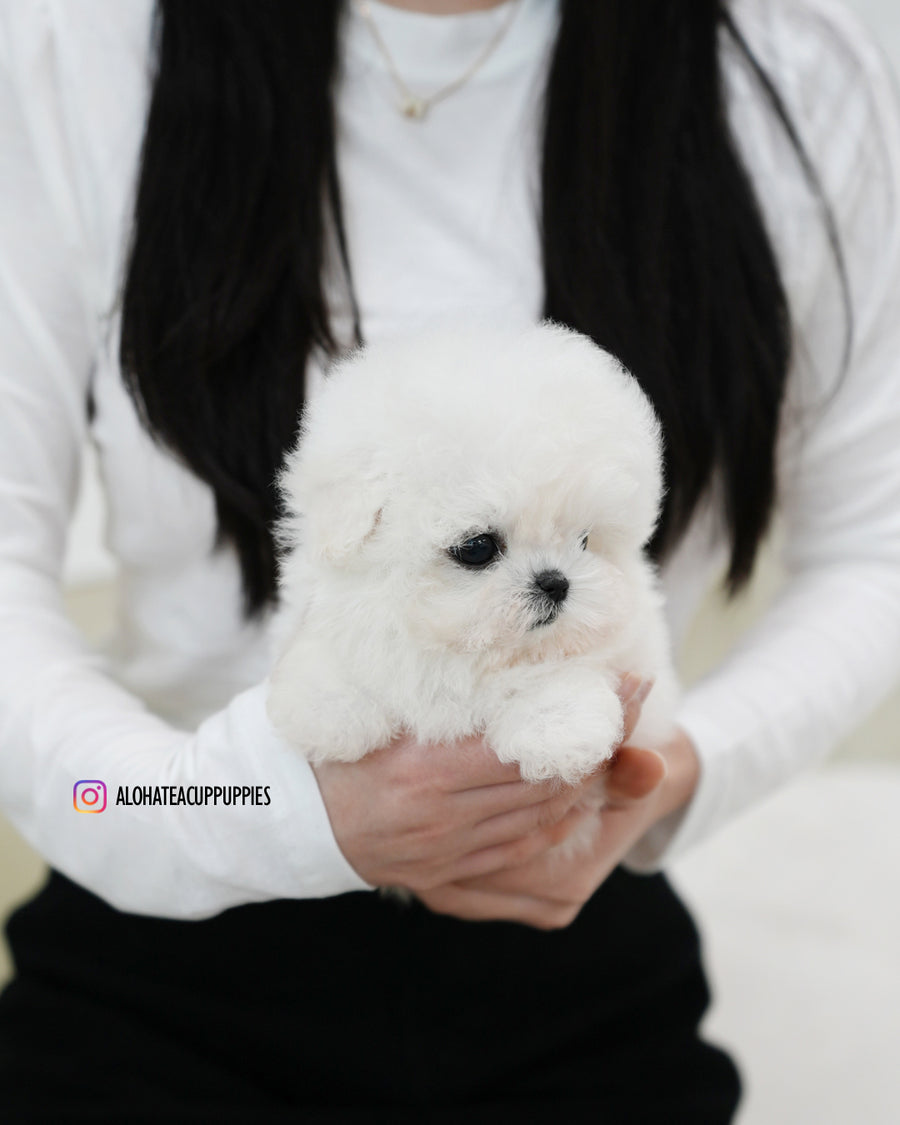 Celine [TEACUP BICHON]