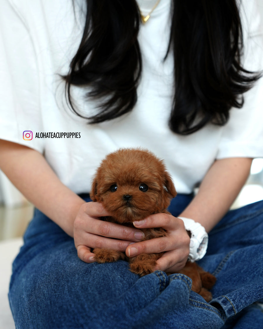 Lizzy [TEACUP MALTIPOO]
